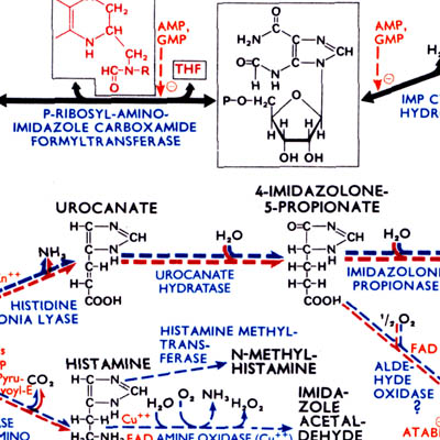biochemicalpathways2.jpg